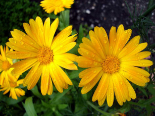 Картинка после дождя цветы календула