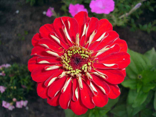 Обои картинки фото цветы, цинния