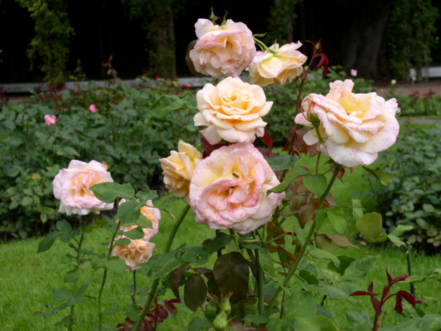 Обои картинки фото цветы, розы