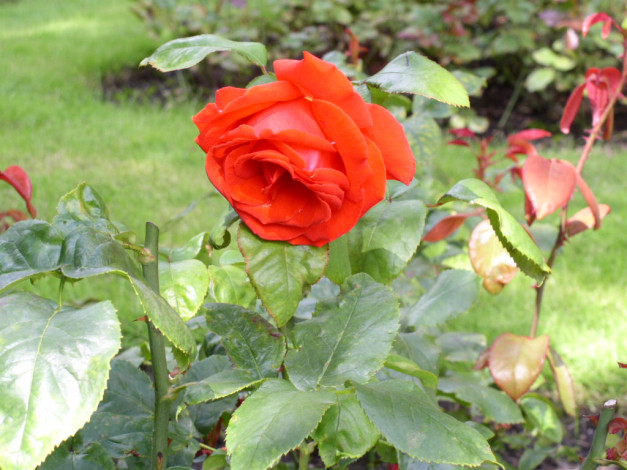 Обои картинки фото цветы, розы