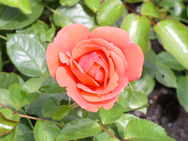 Обои картинки фото цветы, розы