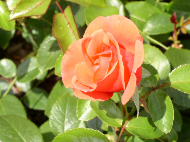 Обои картинки фото цветы, розы