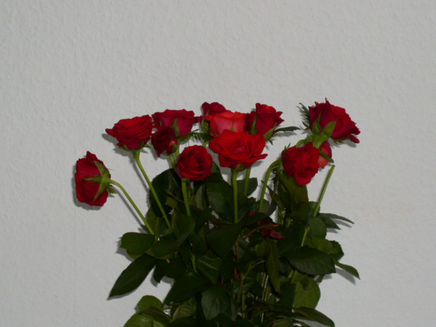 Обои картинки фото цветы, розы