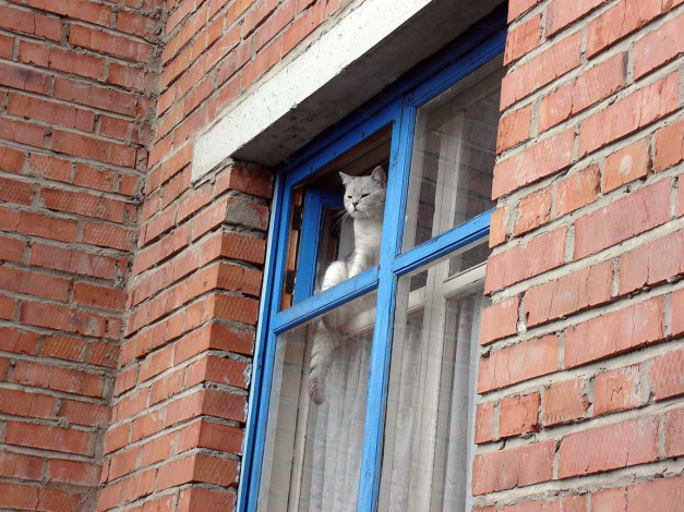 Обои картинки фото не, упасть, бы, животные, коты