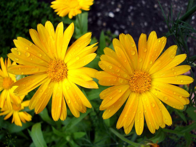 Обои картинки фото после, дождя, цветы, календула