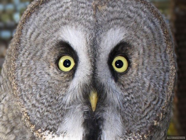 Обои картинки фото животные, совы