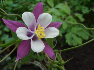 Картинка аквилегия цветы водосбор