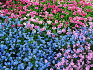 Картинка цветы разные вместе