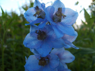 Картинка дельфиниум цветы