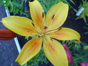 Картинка лилия цветы лилии лилейники