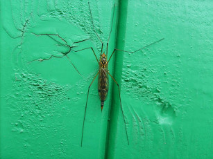 Картинка насекомое животные насекомые