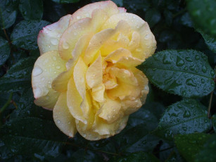 Картинка roza цветы розы