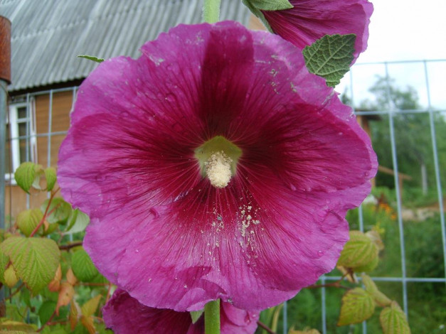 Обои картинки фото мальва, цветы, мальвы