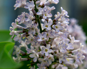 Картинка сирень цветы