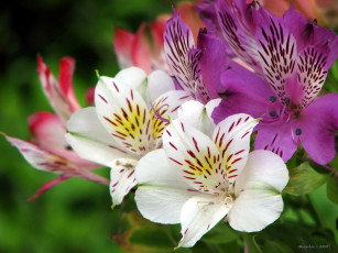 Картинка цветы альстромерия