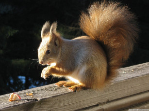 Картинка животные белки