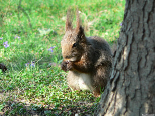 Картинка животные белки