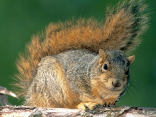 Картинка животные белки