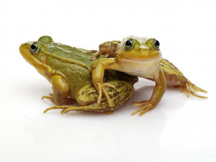 Картинка животные лягушки