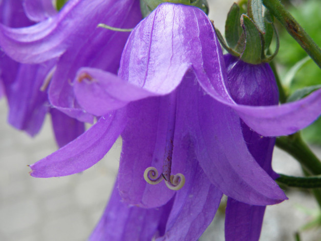 Обои картинки фото цветы, колокольчики