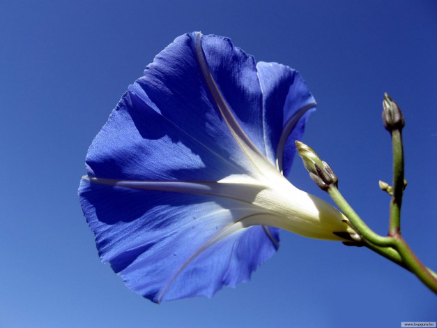 Обои картинки фото цветы, вьюнки, ипомеи