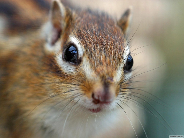 Обои картинки фото животные, бурундуки