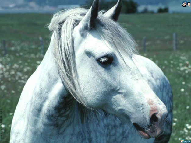 Обои картинки фото животные, лошади