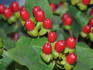 Картинка цветы