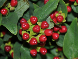 Картинка цветы