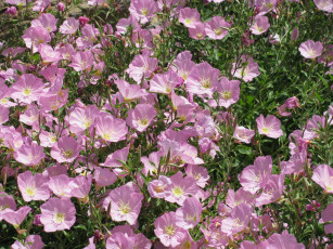 Картинка цветы лаватера