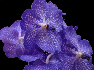 Картинка цветы орхидеи