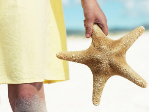 Картинка разное ракушки кораллы декоративные spa камни