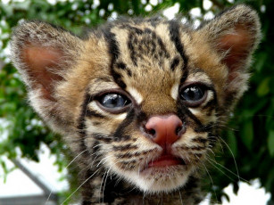 Картинка животные оцелоты