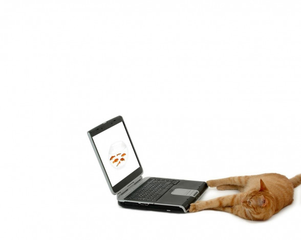 Обои картинки фото животные, коты