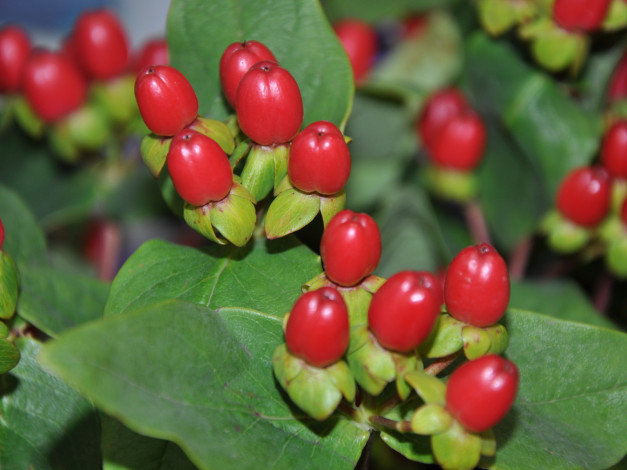 Обои картинки фото цветы