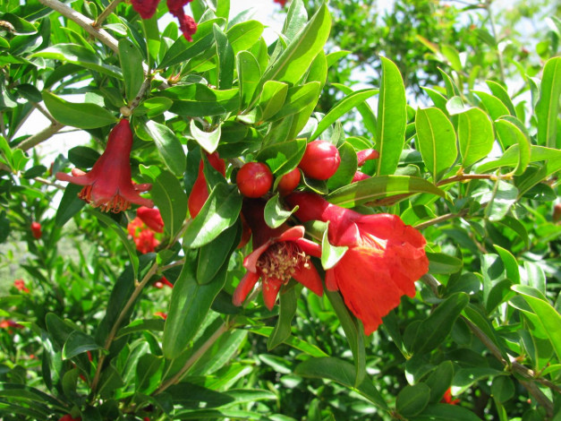 Обои картинки фото цветы, цветущие, деревья, кустарники