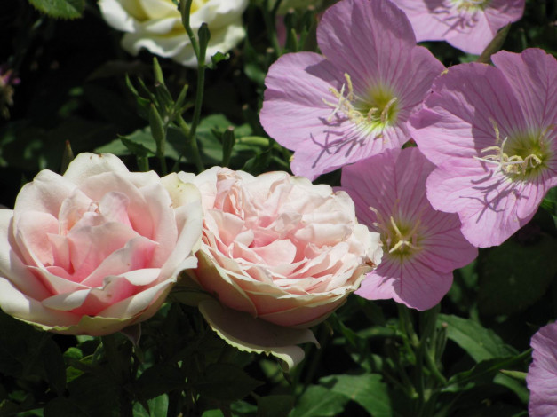 Обои картинки фото цветы, разные, вместе