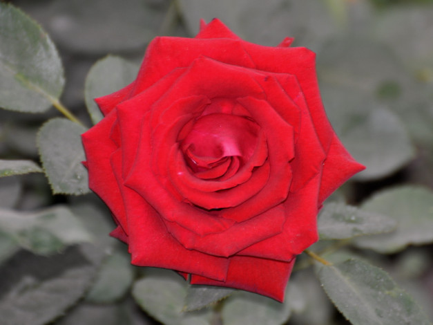 Обои картинки фото цветы, розы