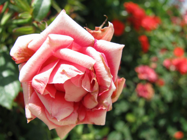 Обои картинки фото цветы, розы