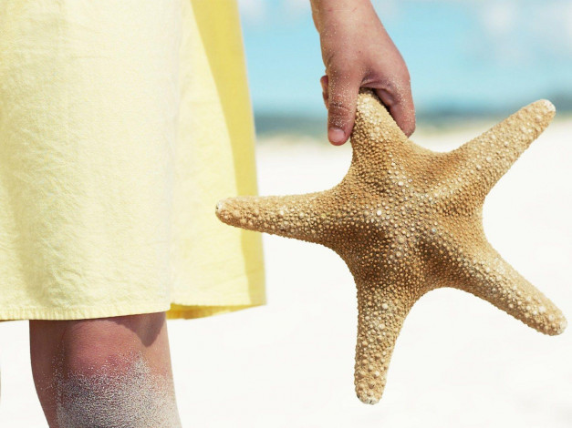 Обои картинки фото разное, ракушки, кораллы, декоративные, spa, камни