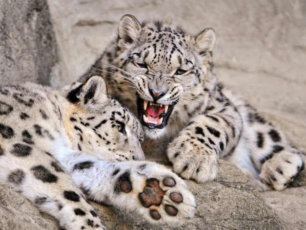 Обои картинки фото животные, снежный, барс, ирбис