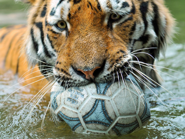 Обои картинки фото животные, тигры