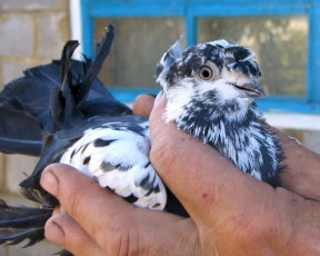 Картинка животные голуби