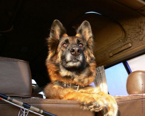 Картинка животные собаки