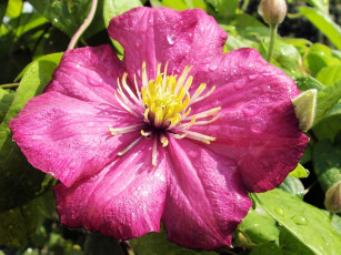 Картинка цветы клематис ломонос