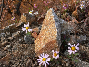 Картинка цветы ромашки