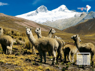 обоя календари, животные