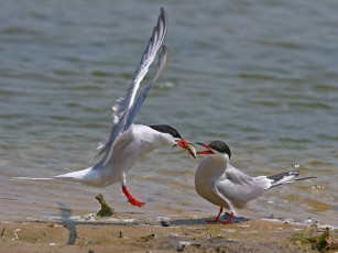Картинка животные Чайки бакланы крачки