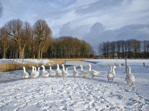 Картинка животные гуси
