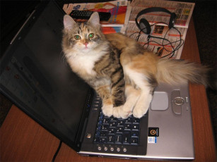 Картинка животные коты